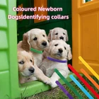 s-l140-1775.webp 5pcs Puppy ID Collars Assorted Colors Whelping Collars Newborn Dog Kittens Band