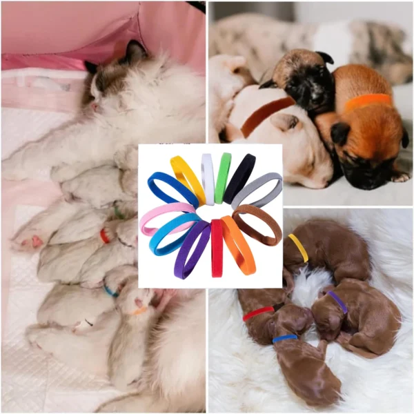 s-l1600-985.webp 5pcs Puppy ID Collars Assorted Colors Whelping Collars Newborn Dog Kittens Band